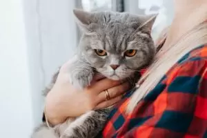 przytulający się kot