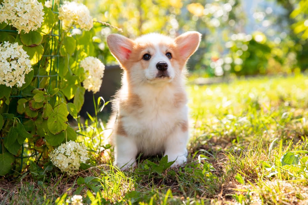 welsh corgi