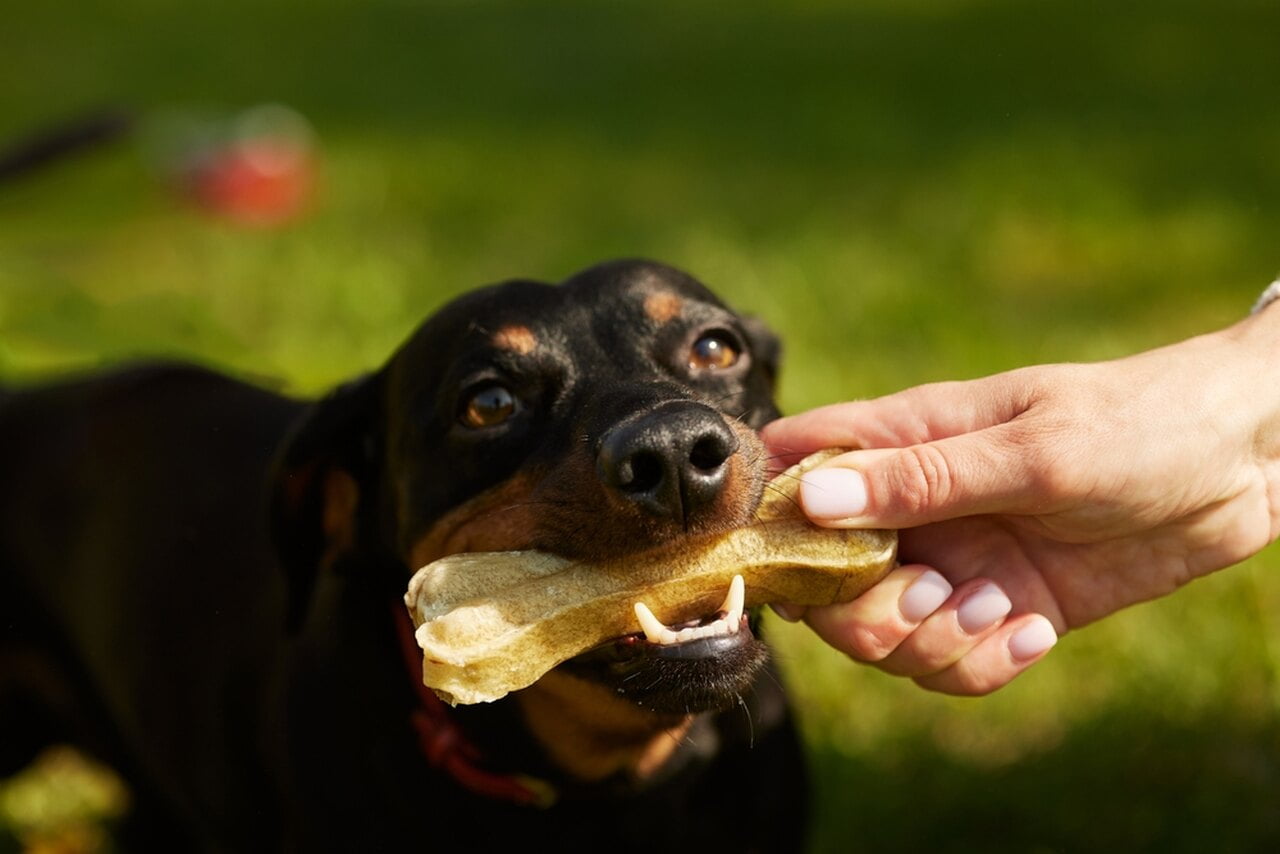 jamnik jedzący kość