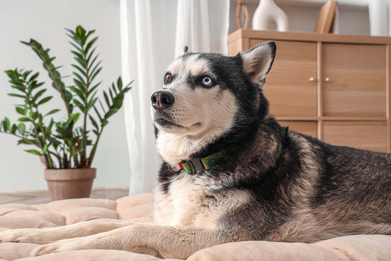 leżący husky syberyjski