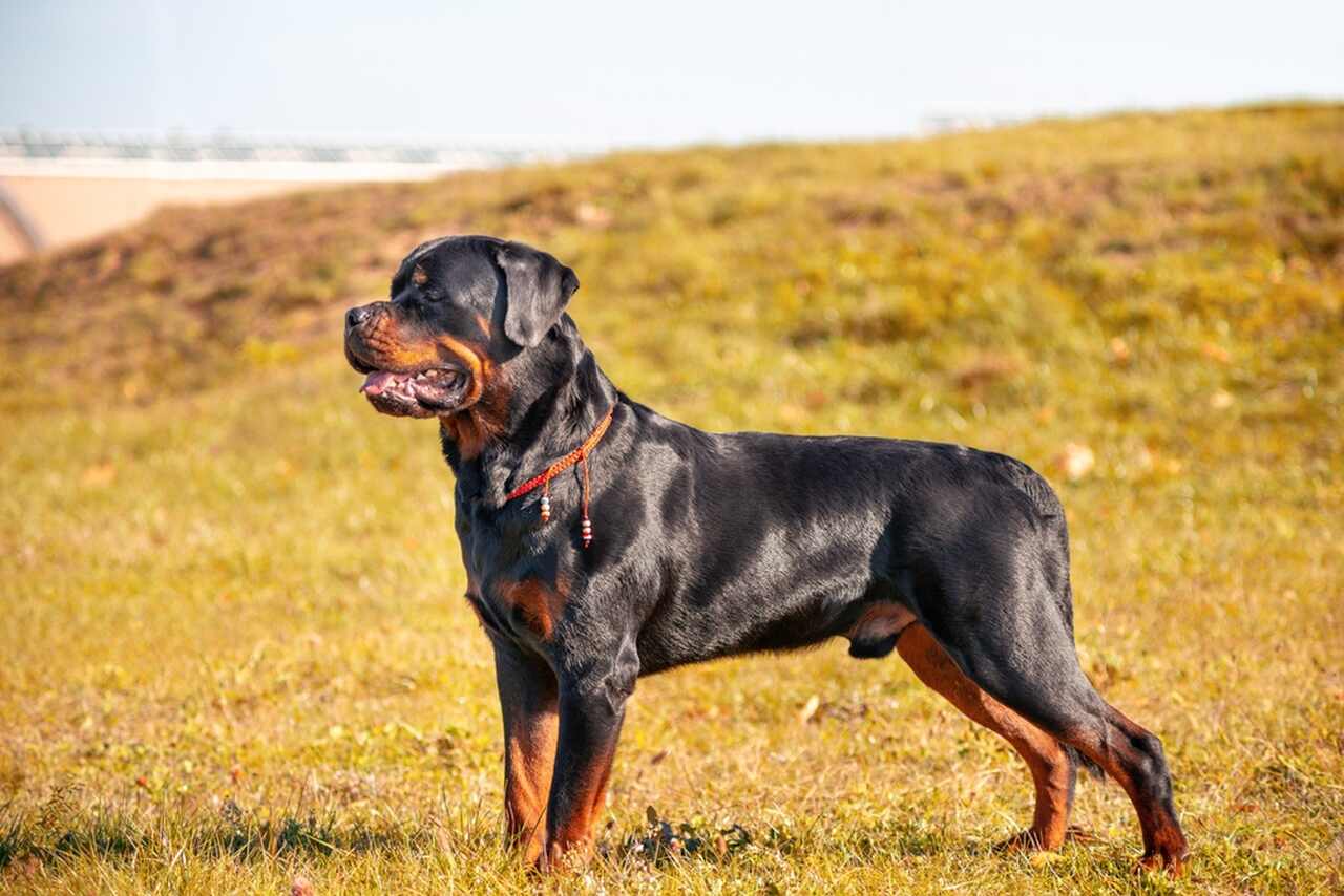 stojący pies rottweiler