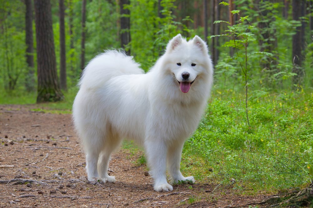 samojed syberyjski