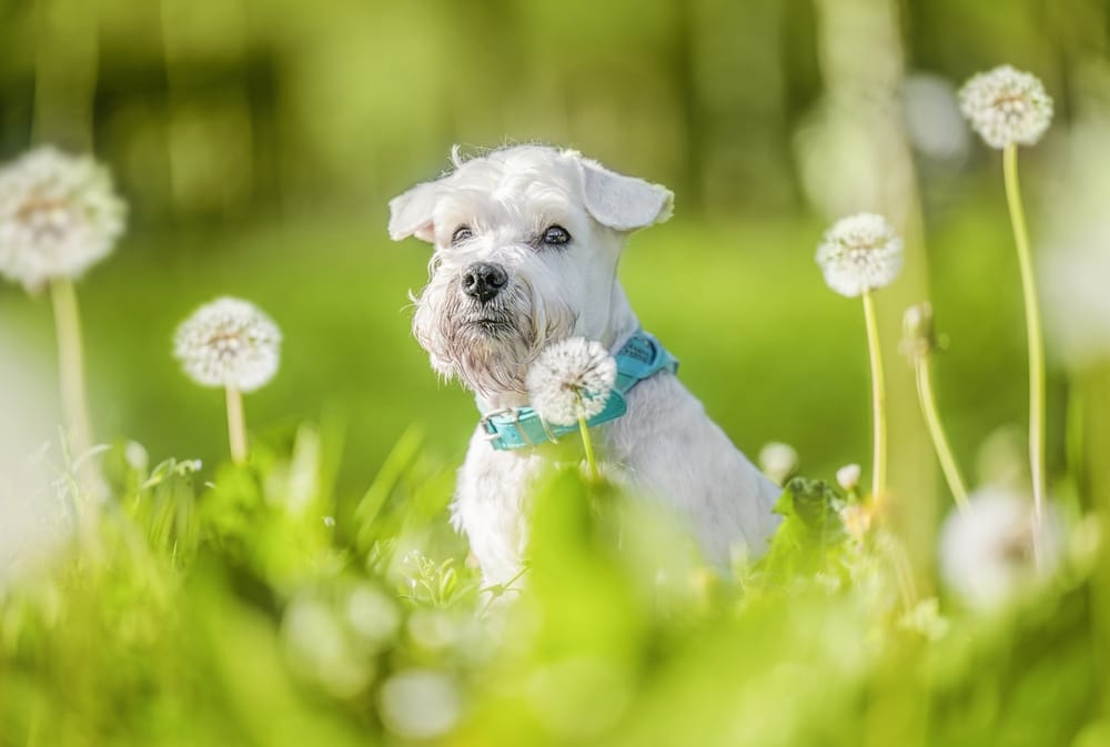 sznaucer miniaturowy