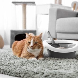 Dlaczego kot załatwia się poza kuwetą?