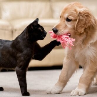 Pies i kot pod jednym dachem – jak prawidłowo socjalizować oba pupile?