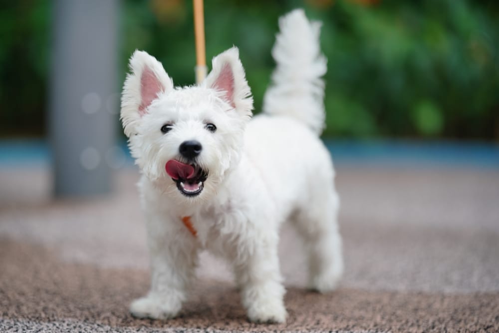 West highland white terrier