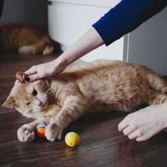 Ślepota u kota – przyczyny utraty wzroku. Jak pomóc niewidomemu pupilowi?