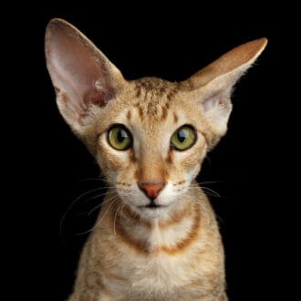 Peterbald – elegancki i smukły