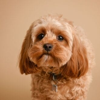 Problemy z tarczycą u psa – niedoczynność i nadczynność krok po kroku