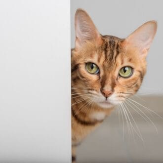 Kot w roli terapeuty, czyli czym jest felinoterapia?