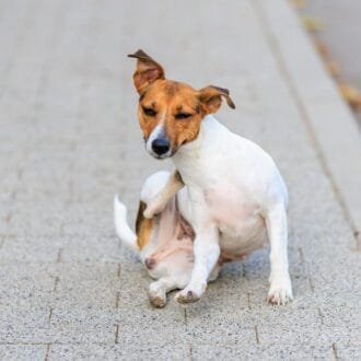 Naturalne sposoby na pchły i kleszcze – czy naprawdę działają?