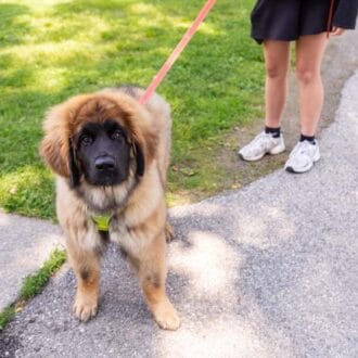 Jak prawidłowo karmić szczenięta dużych ras?