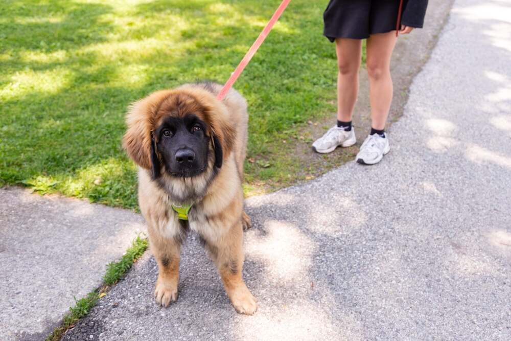 szczeniak dużej rasy