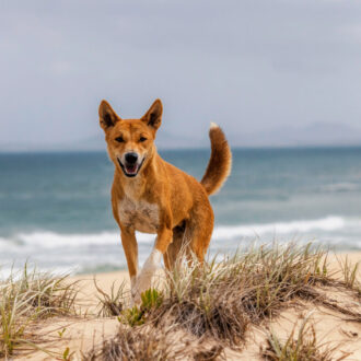 Pies dingo – opis rasy, ciekawostki