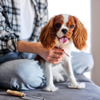 Cavalier pies – opis rasy, jak wygląda, charakter